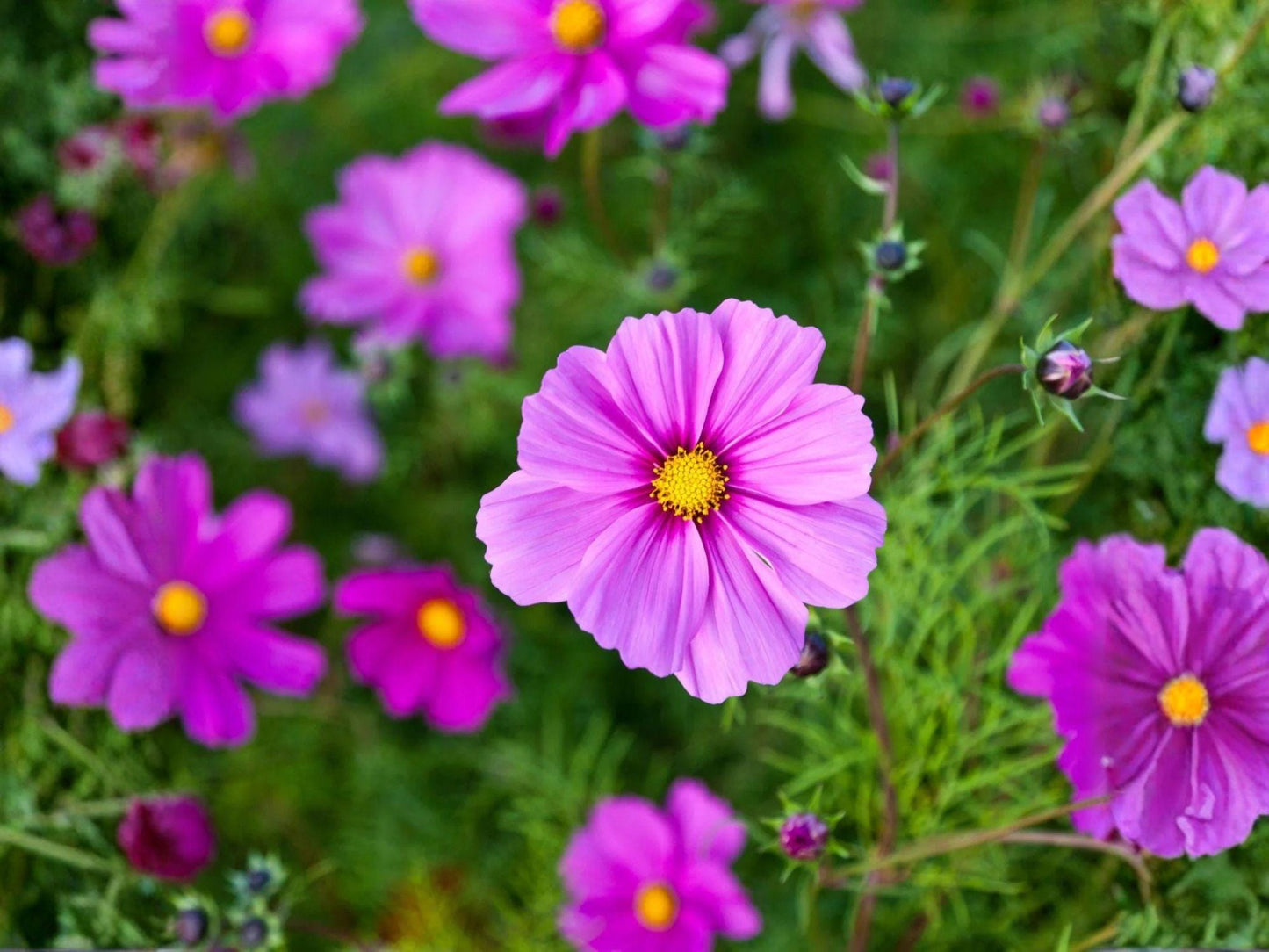 Cosmos Gloria Seeds – Bright Pink Annual Flower for Garden, Pollinator Friendly, 100 Seeds – Cosmos bipinnatus