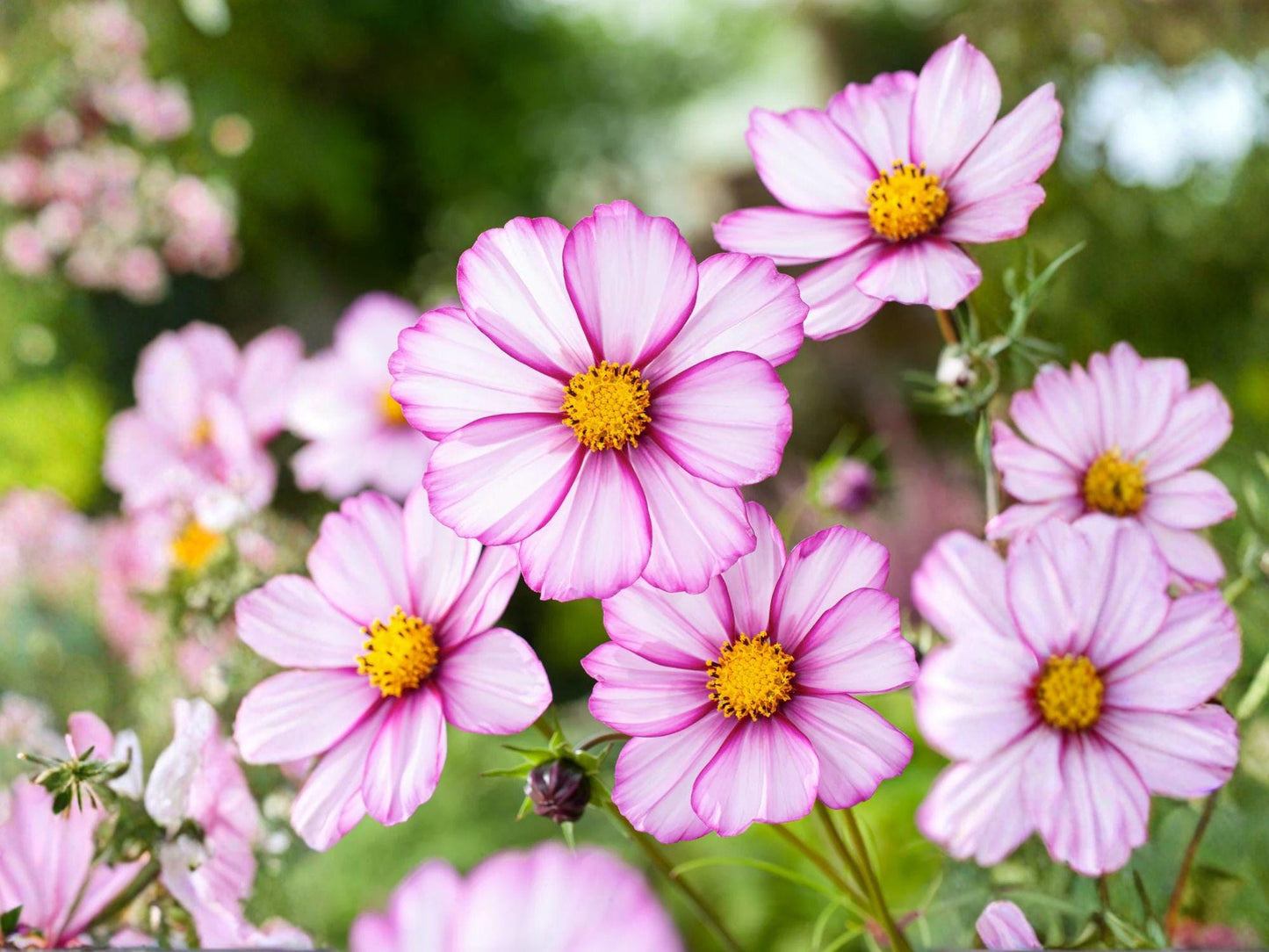 Picotee Cosmos Seeds – Pink & White Flower, Pollinator Friendly, Cosmos bipinnatus, Annual Garden Flower, Cut Flower, Easy to Grow