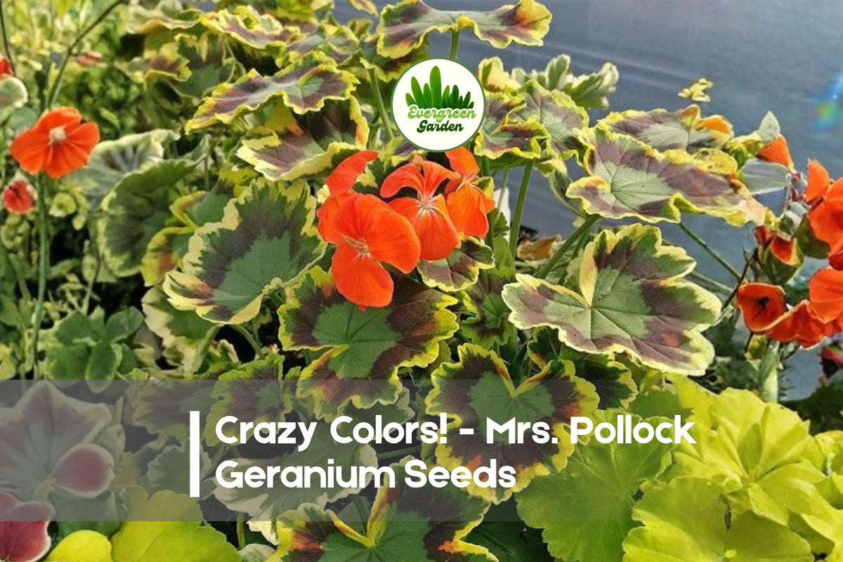 Mrs. Pollock Geranium Seeds, 25+ Variegated Pelargonium, Tri-Color Foliage, Bright Summer Blooms, Perennial, Garden & Pot Plant
