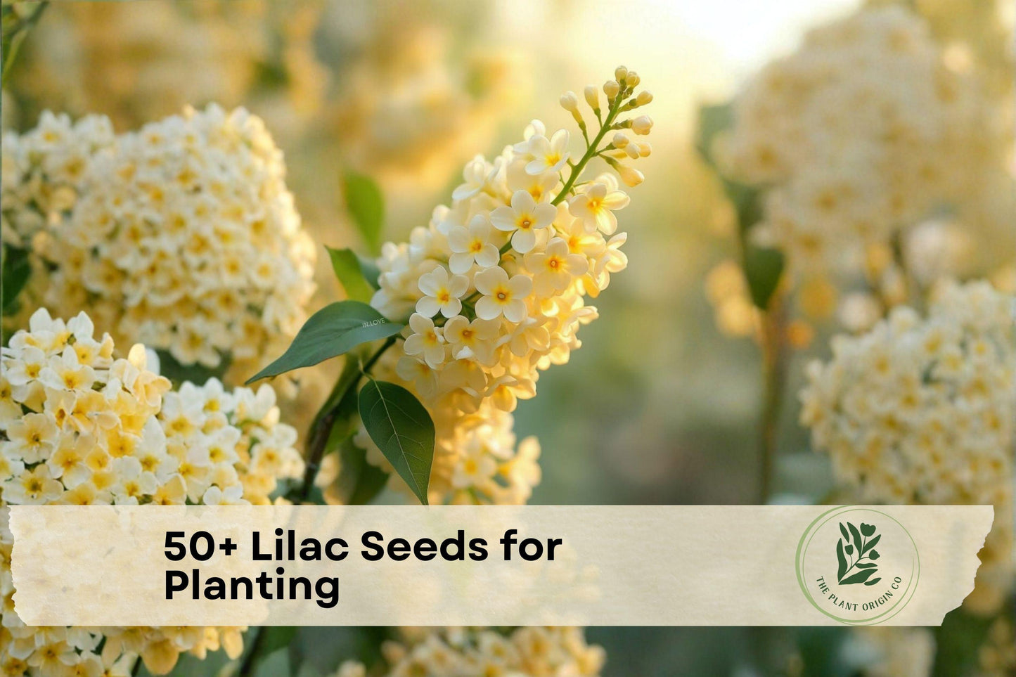 50+ Lilac Seeds for Planting | Cream to Pale Yellow Blooms | Syringa Species | Garden Shrub & Bonsai