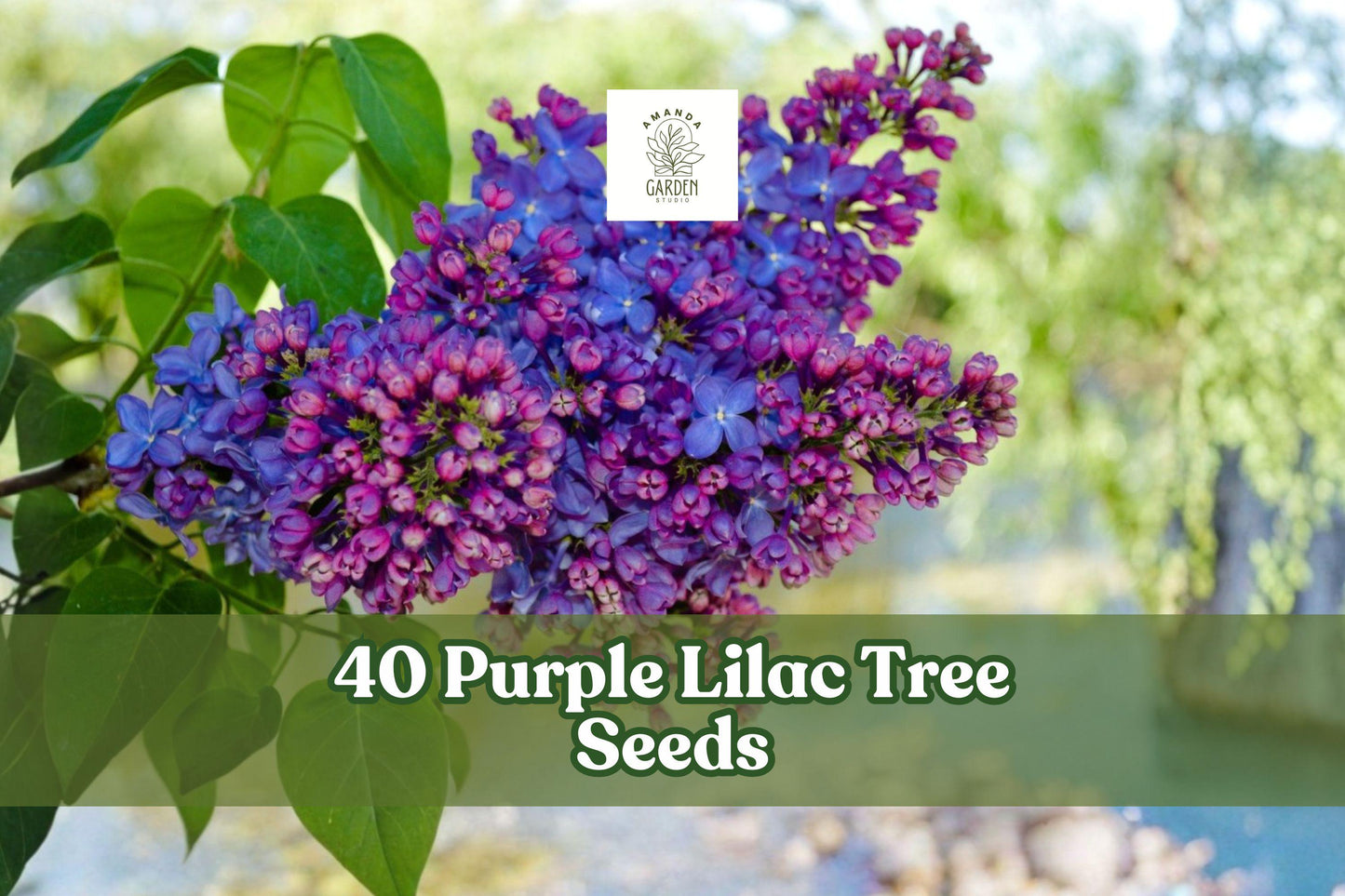 40 Purple Lilac Seeds for Planting - Syringa vulgaris, Flowering Shrub, Ornamental Garden Plant, Purple Blooms, Landscape & Bonsai