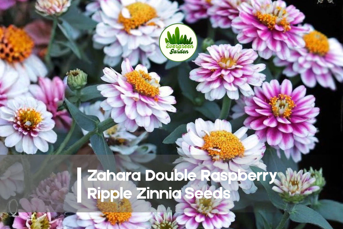 100+ Zahara Double Raspberry Ripple Zinnia Seeds – Compact, Double Blooms, Raspberry Pink & White, Zinnia marylandica