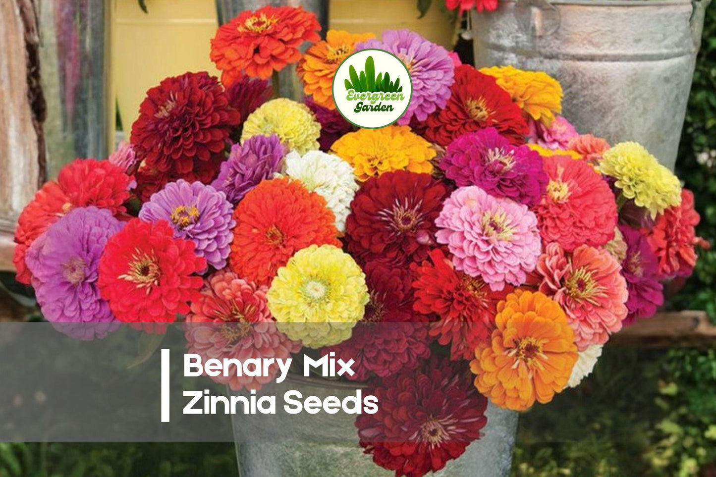 100+ Benary Mix Zinnia Seeds - Vibrant Fully Double Flowers, Zinnia elegans, Cut Flower Garden, Pollinator-Friendly