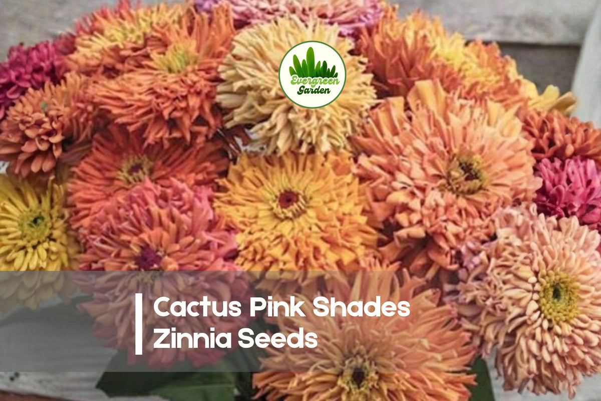 100+ Cactus Pink Shades Zinnia Seeds | Vibrant Pink, Rose & Magenta Blooms | Zinnia elegans Flower Seeds for Garden & Cut Flowers