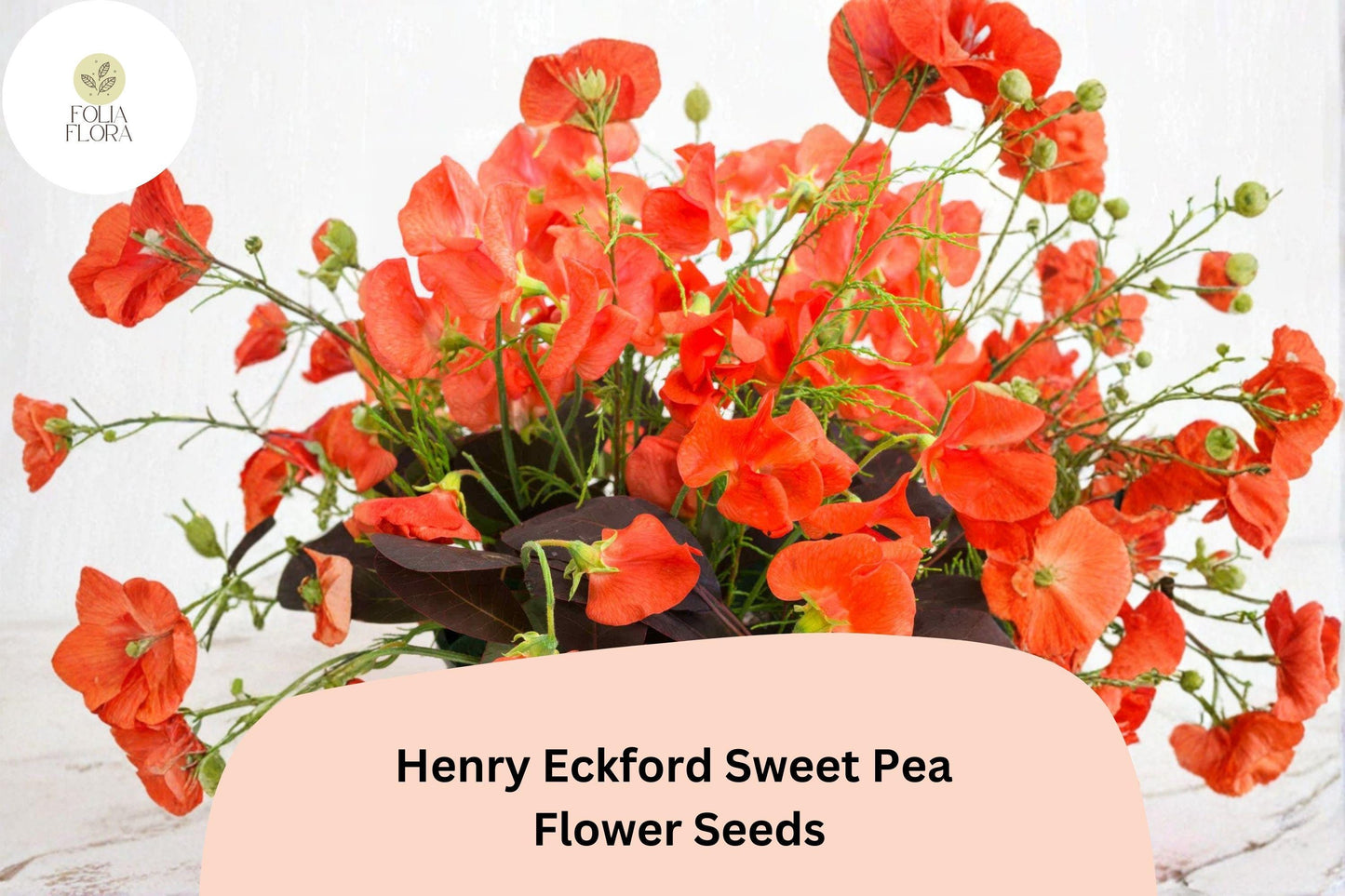 Henry Eckford Sweet Pea Seeds | Fragrant Orange Salmon Climbing Annual | Lathyrus odoratus