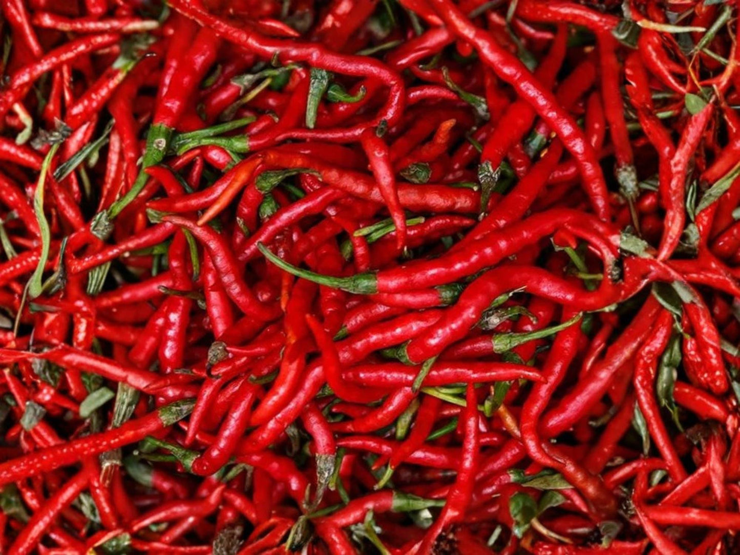 Red Long Cayenne Hot Pepper Seeds – Heirloom Non-GMO Chili Vegetable, Spicy Red Pods, 25 Seeds