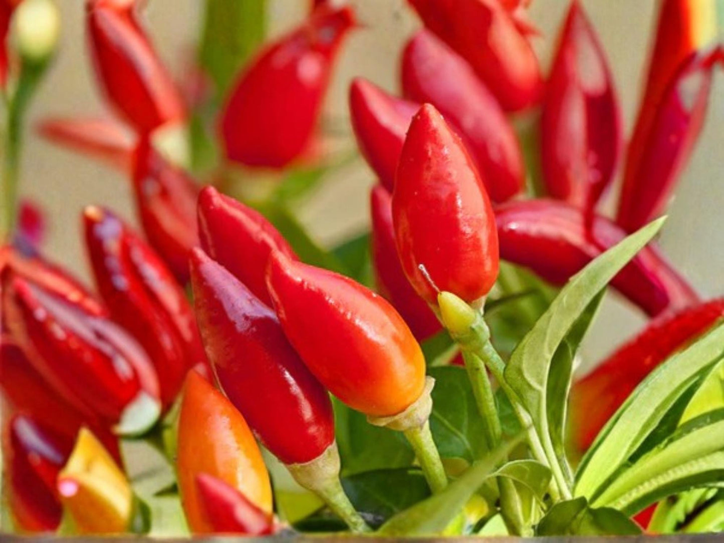 Chile Piquin Hot Pepper Seeds – Heirloom Non-GMO Wild Chili Vegetable, Small Red Fruits, 25 Seeds