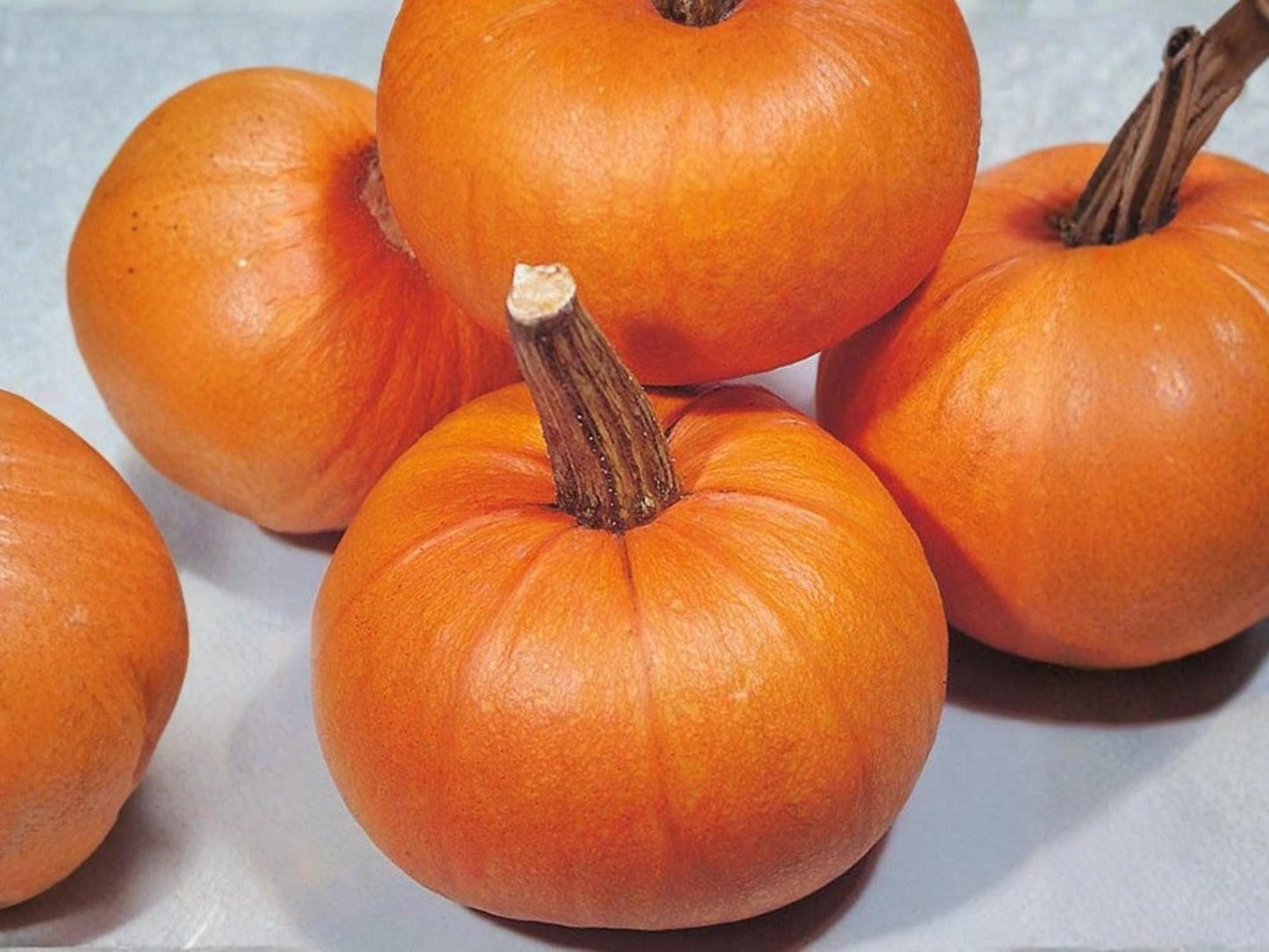 Small Sugar Pumpkin Seeds – Heirloom Non-GMO Vegetable for Baking & Pies, 10 Seeds