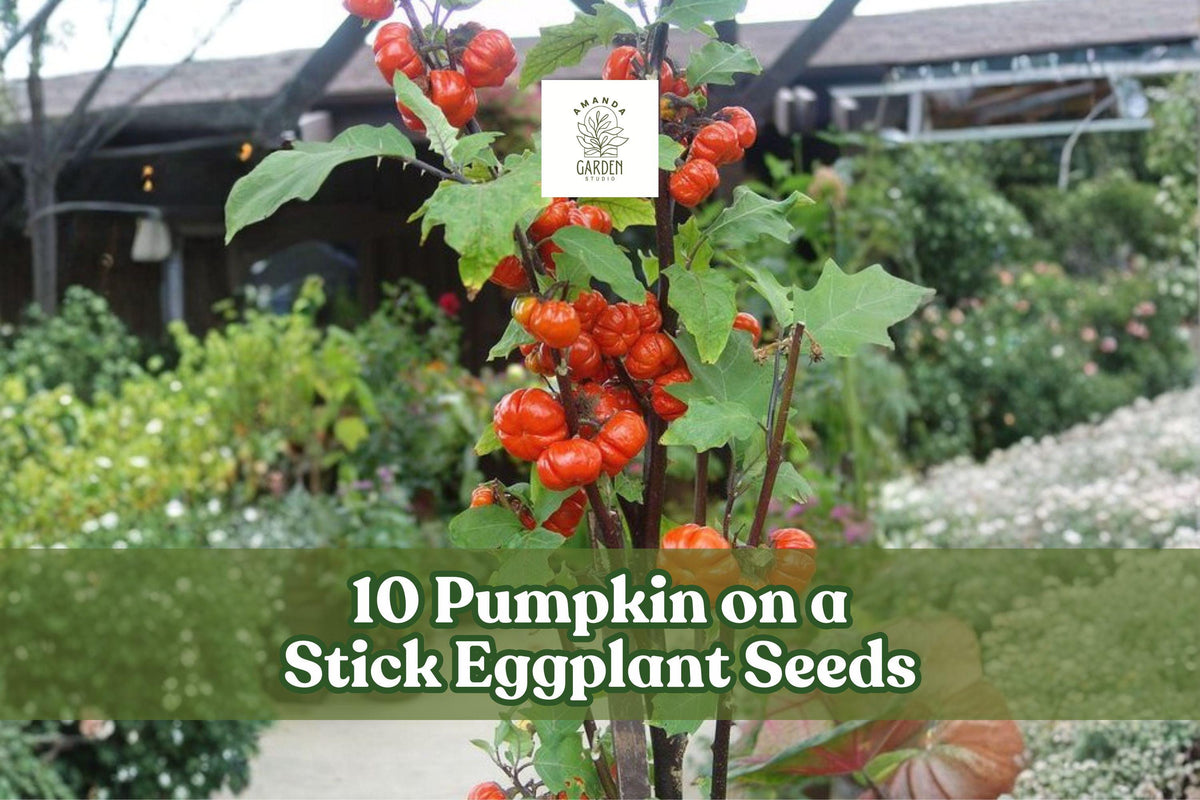 Pumpkin on a Stick Eggplant Seeds, Ornamental Solanum integrifolium, Decorative Pumpkin-Shaped Fruits, 10 Seeds for Planting