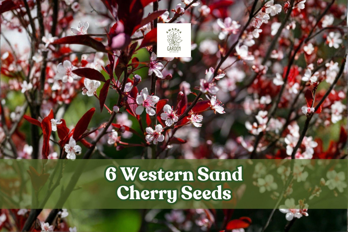 Western Sand Cherry Seeds - Prunus pumila, Ornamental Deciduous Shrub for Landscaping & Bonsai