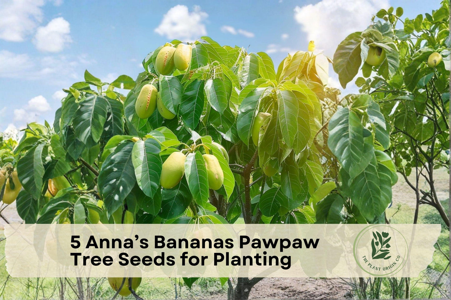 Anna’s Bananas Pawpaw Tree Seeds – Native North American Fruit Tree, Asimina triloba, Deciduous, Tropical Flavor, Food Forest Planting
