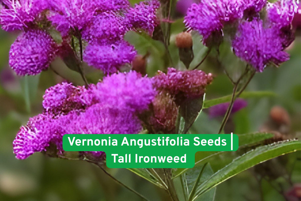Vernonia angustifolia Seeds | Tall Ironweed Perennial Wildflower | Purple Blooms | Pollinator-Friendly Native Plant