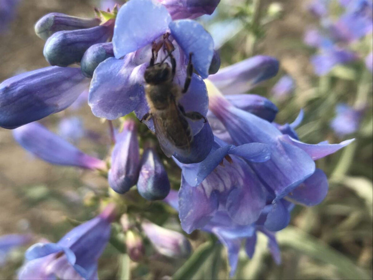 Sand Penstemon Seeds – Native Purple Wildflower, Drought Tolerant, Perennial, Penstemon acuminatus, Pollinator Plant, Xeriscape Garden