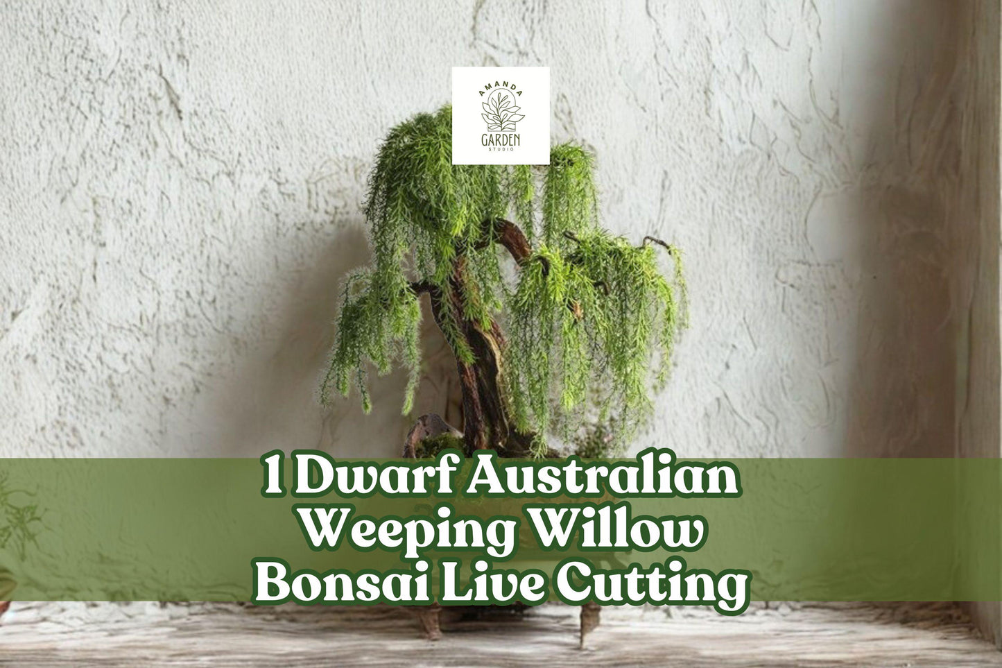 Dwarf Australian Weeping Willow Bonsai Cutting | Salix sp. Live Bare Root Ornamental Tree