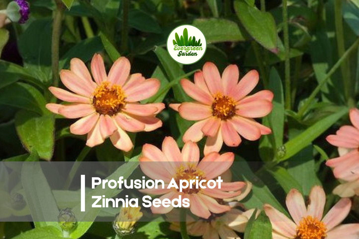 Profusion Apricot Zinnia Seeds – Bright, Heat-Tolerant Annual Flowers for Borders, Pots & Pollinator Gardens – Zinnia hybrida
