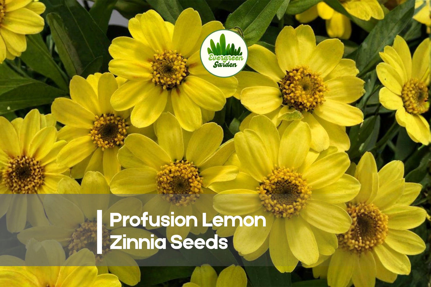 Profusion Lemon Zinnia Seeds – Bright Lemon Yellow Annual Flower for Borders, Beds & Pollinator Gardens – Zinnia hybrida