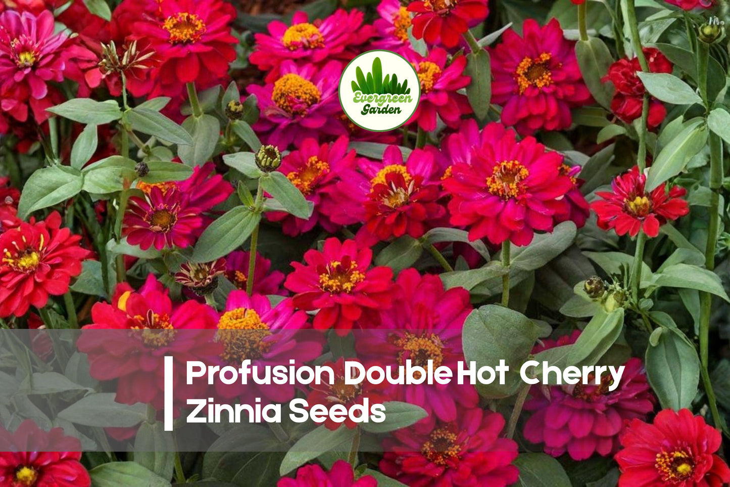 Zinnia Seeds, Profusion Double Hot Cherry, Cherry Pink, Annual Flower, Butterfly Attracting, Zinnia hybrida