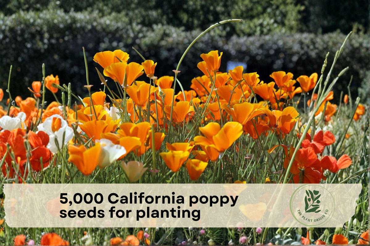 California Poppy Seeds – 5,000 Wildflower Planting Seeds for Meadows, Borders, and Naturalized Gardens – Eschscholtzia californica