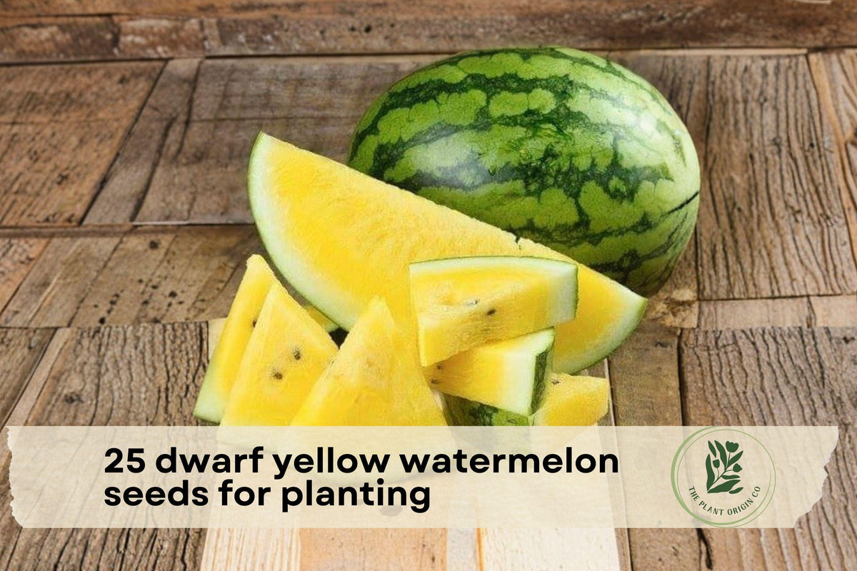 Dwarf Yellow Watermelon Seeds – Compact Citrullus lanatus for Small Gardens, Containers, Raised Beds, Yellow Flesh Fruit