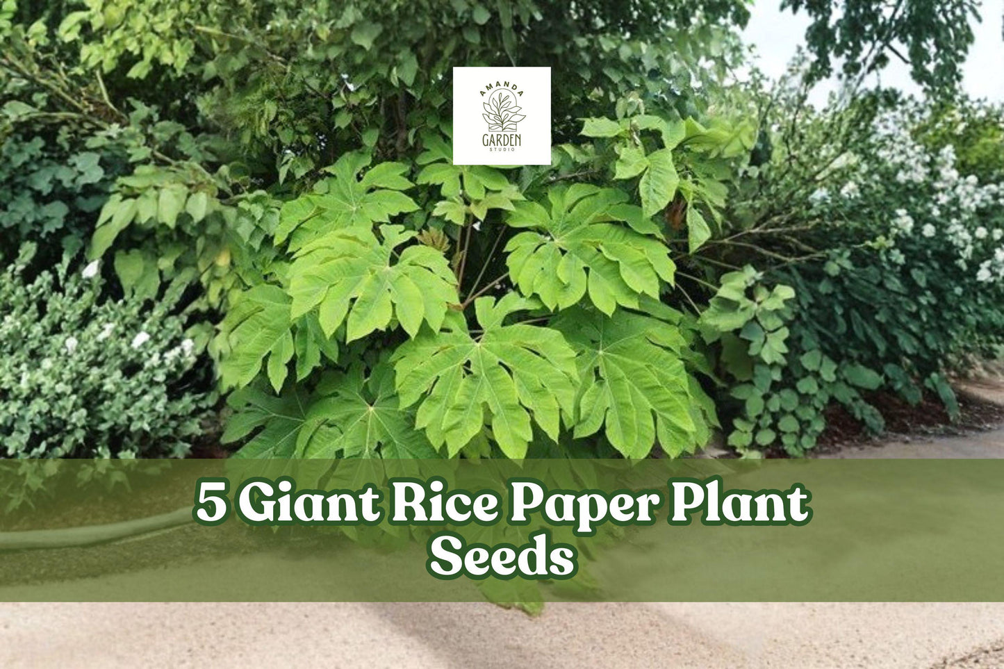 Giant Rice Paper Plant Seeds, Ornamental Foliage, Tetrapanax papyrifer, Tropical Garden Plant, Large Leaf, Outdoor Landscape