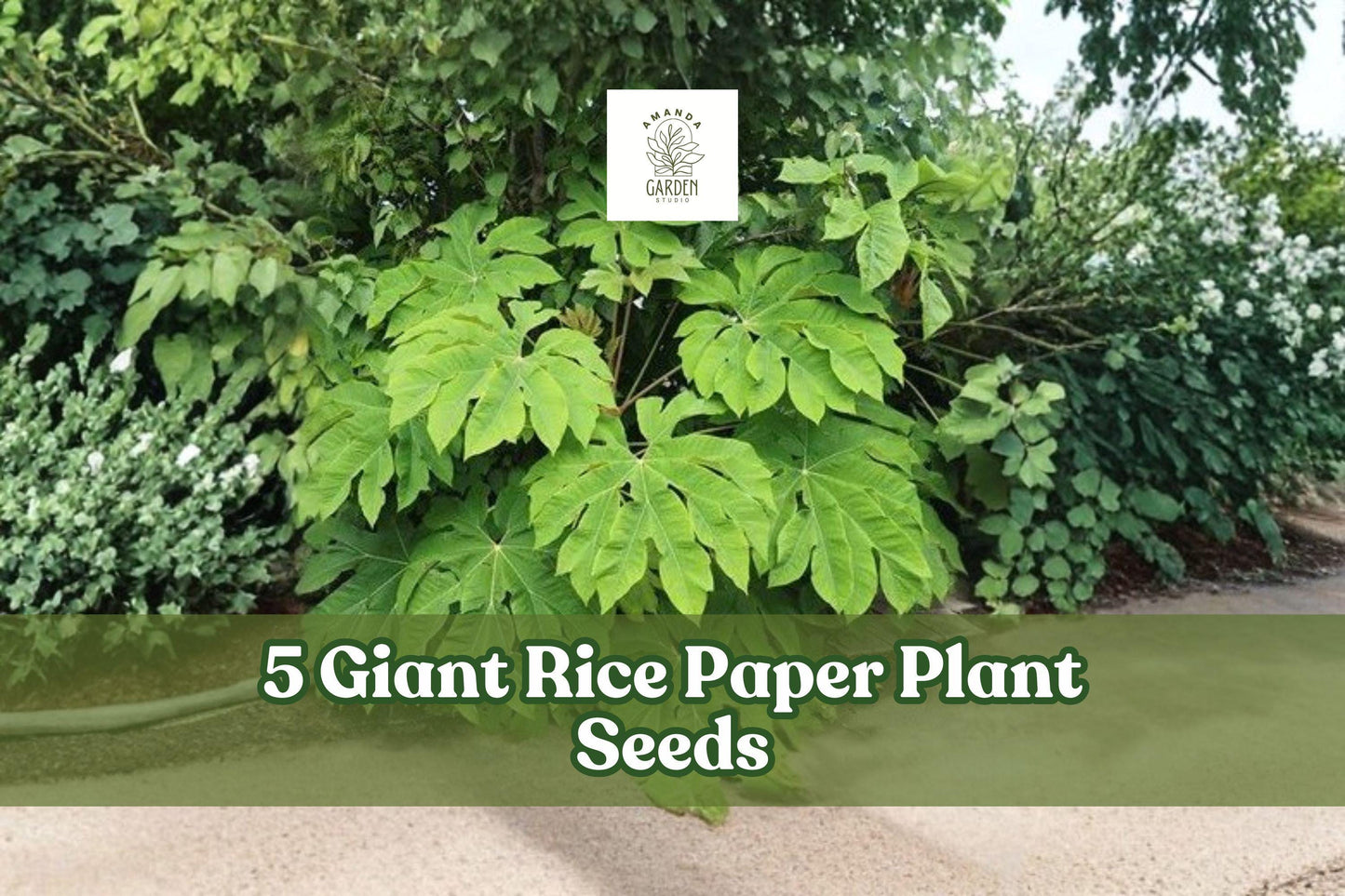 Giant Rice Paper Plant Seeds – Ornamental Foliage, Tetrapanax papyrifer, Large Tropical Leaves, Garden Planting