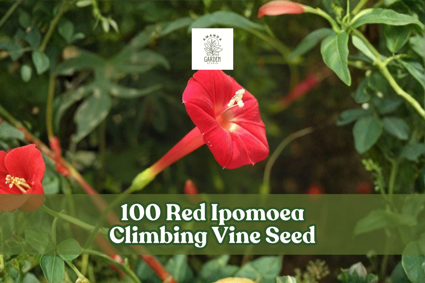 Red Ipomoea Climbing Vine Seeds – Fast-Growing Ornamental Flowering Vine for Trellises, Fences, and Gardens, Ipomoea spp.