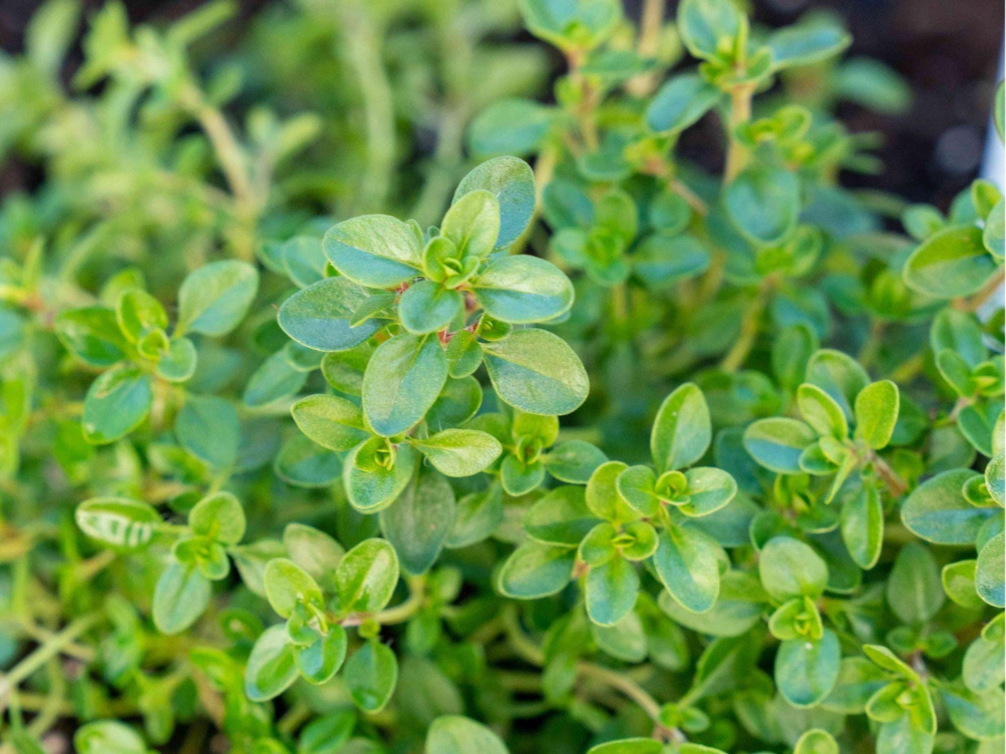 Thyme Herb Seeds – 300 Non-GMO Heirloom Culinary & Medicinal Plant – Thymus vulgaris