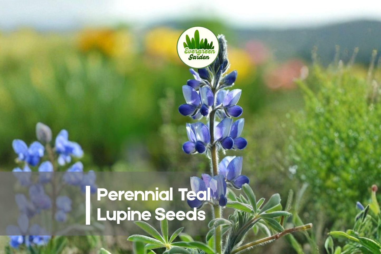 Perennial Teal Lupine Seeds - Blue-Green Flower Spikes, Pollinator-Friendly, Lupinus polyphyllus, Cottage Garden, Border Plant