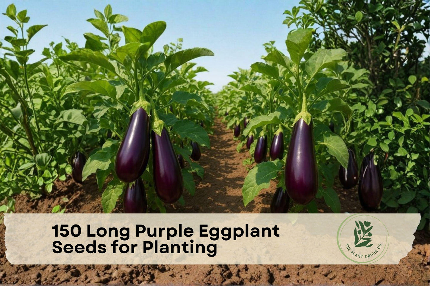 Long Purple Eggplant Seeds, Heirloom Solanum melongena, Non-GMO, Slender Deep Purple Fruit for Home Gardens and Vegetable Plots