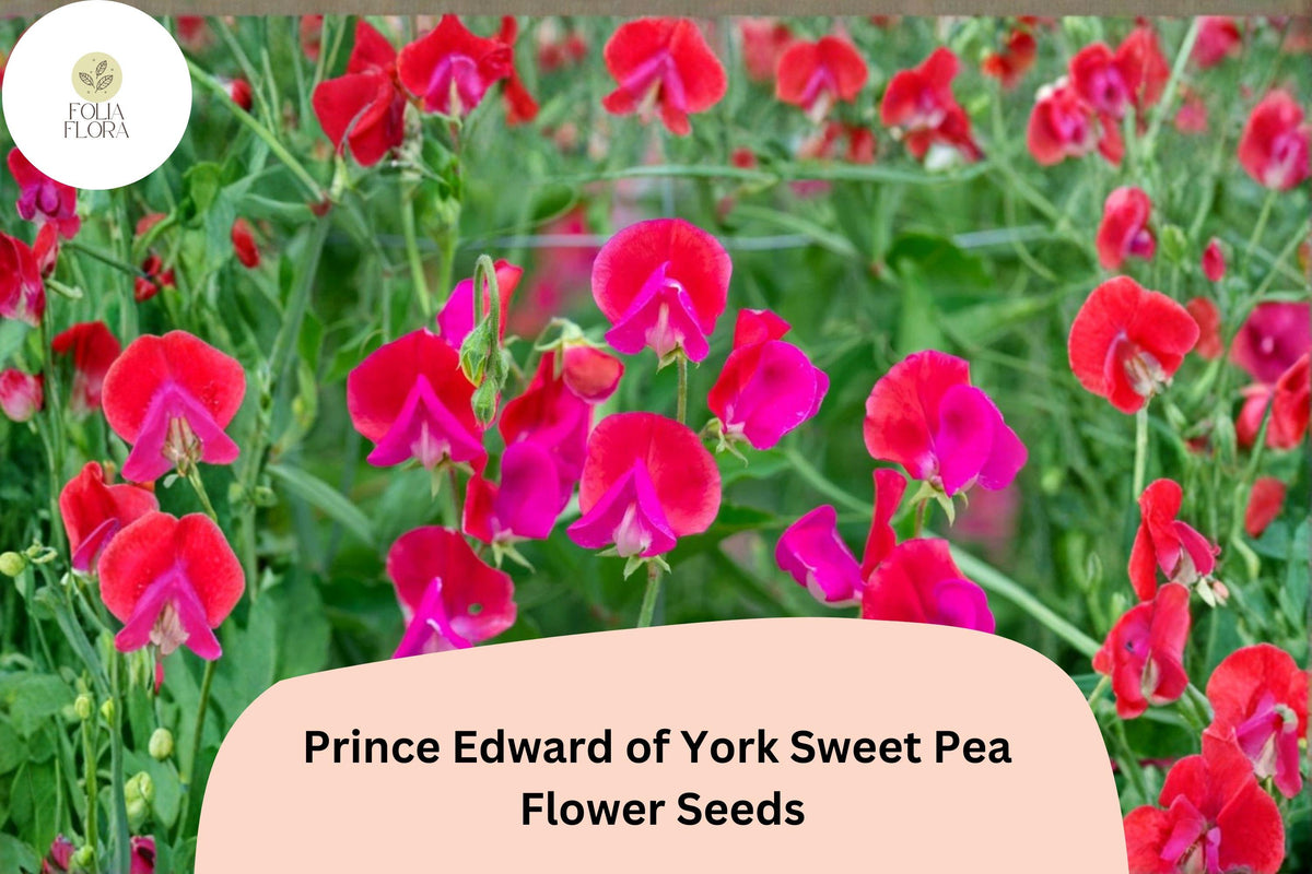 Prince Edward Sweet Pea Seeds | Deep Red Fragrant Climbing Flowers | Lathyrus odoratus, Heirloom Annual