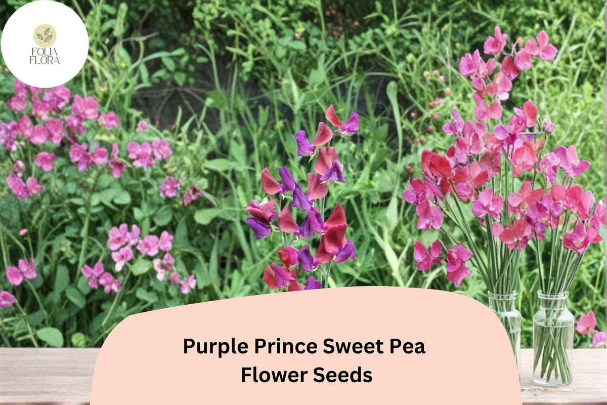 50+ Purple Prince Sweet Pea Seeds | Fragrant Royal Purple Climbing Flowers for Garden Trellis & Cut Flowers