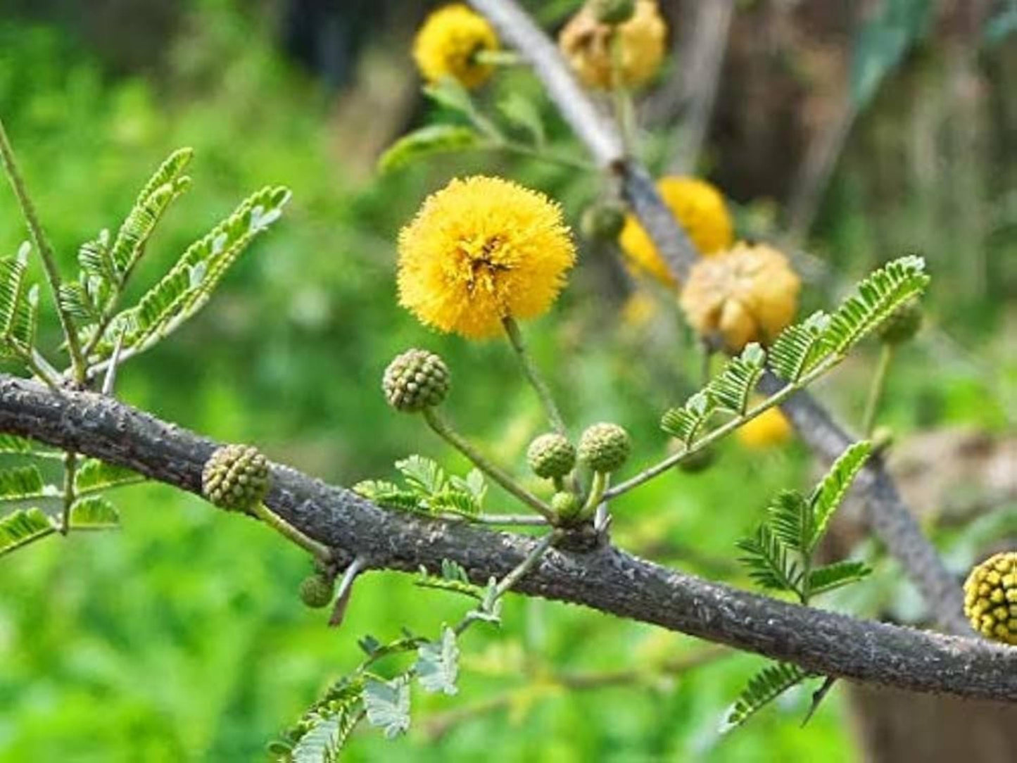 Acacia Arabica Seeds | Gum Arabic Tree, Medicinal, Drought Tolerant, Vachellia nilotica, Heirloom, 5 Seeds