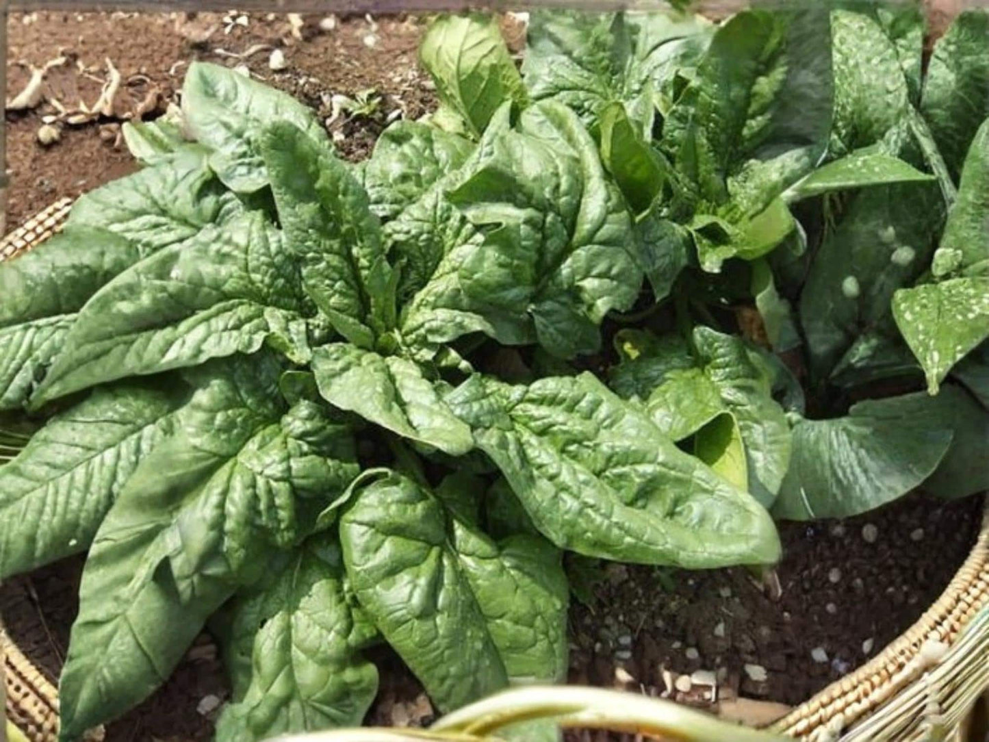 Viroflay Spinach Seeds – Large Leaf Heirloom Non-GMO Vegetable, 100 Seeds for Fresh Salads & Cooking