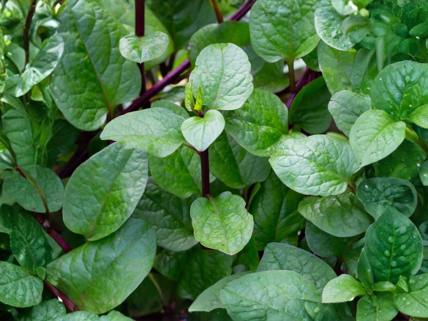 Red Stem Malabar Spinach Seeds – Heat Tolerant Climbing Vegetable, Non-GMO, Tropical Green, Edible Ornamental, Vining Plant