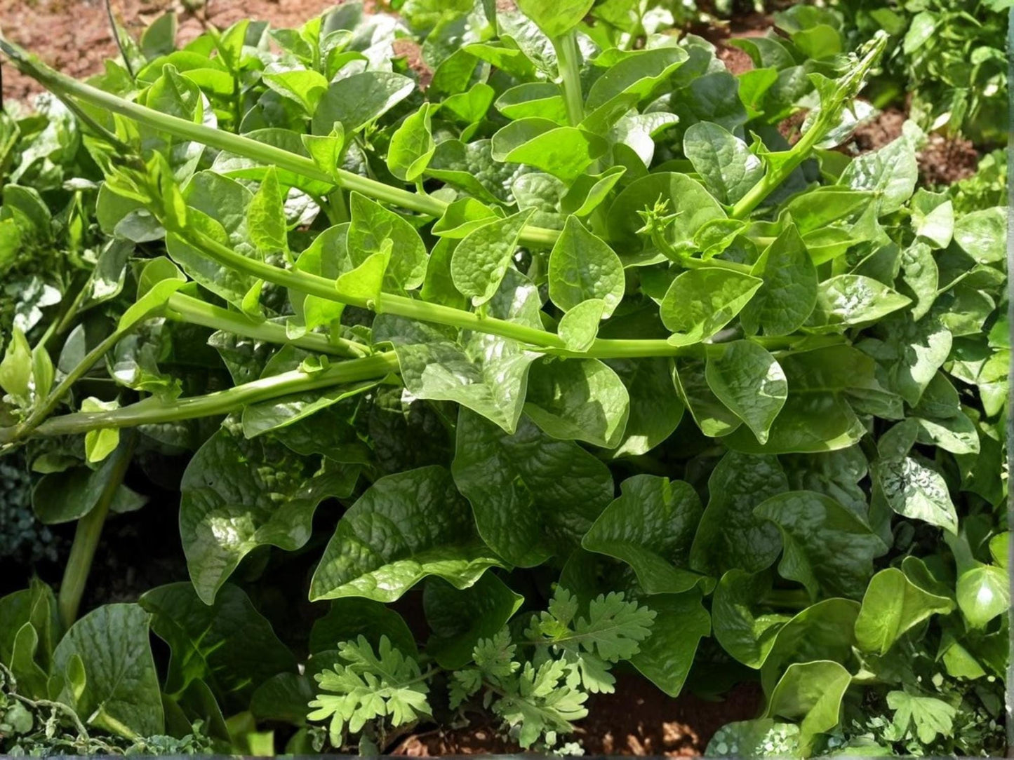 Green Vine Malabar Spinach Seeds – Heat Tolerant Climbing Vegetable, Non-GMO, Supreme Variety, 50 Seeds