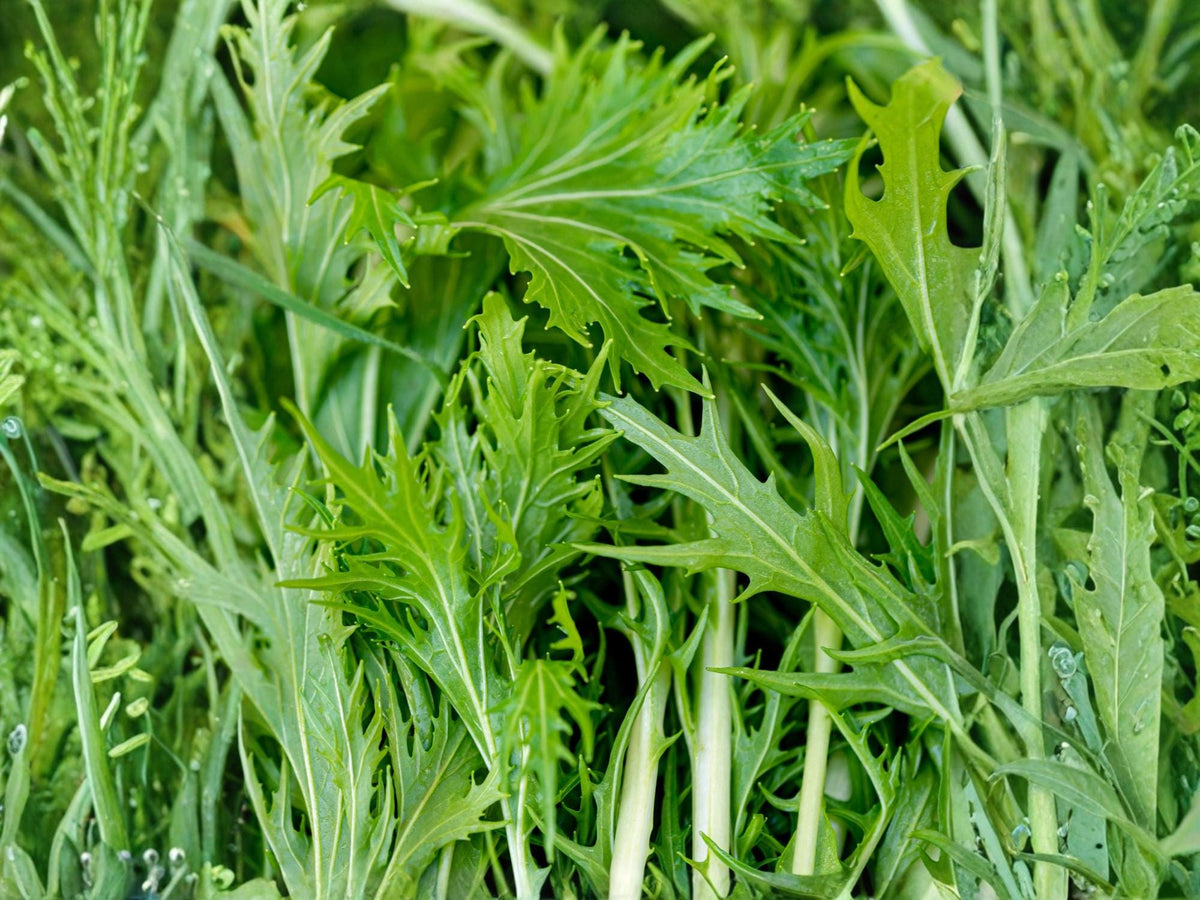 Mizuna Early Greens Seeds – Japanese Mustard Spinach, Fast Growing, Non-GMO, 500 Seeds for Salad, Baby Greens & Stir-Fries