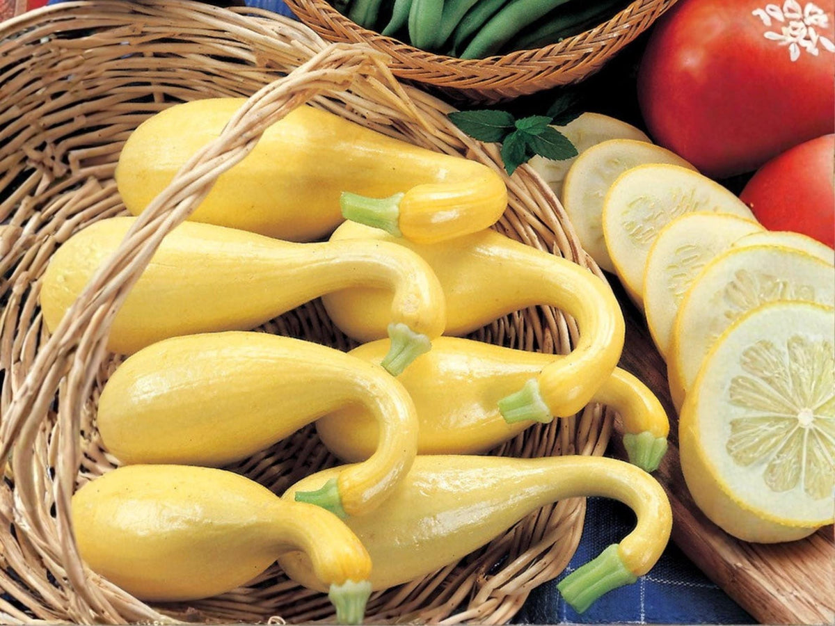 Early Summer Crookneck Squash Seeds – Heirloom, Non-GMO, Bright Yellow, Summer Vegetable, 10 Seeds