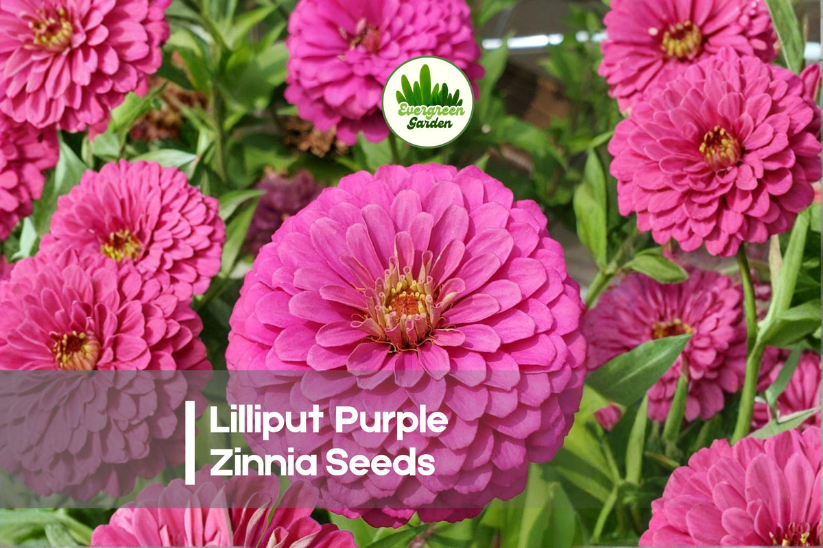 Lilliput Purple Zinnia Seeds – Compact Annual with Double Purple Blooms, Pollinator-Friendly, Zinnia elegans, 100+ Seeds