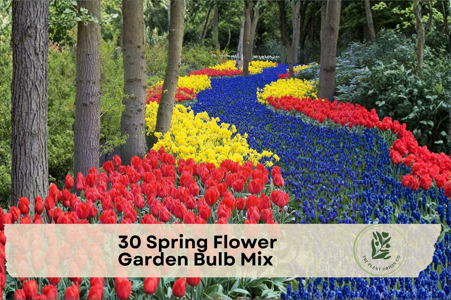 Spring Flower Garden Bulb Mix – 30 Perennial Bulbs with Tulips, Daffodils & Blue Muscari for Colorful Spring Blooms