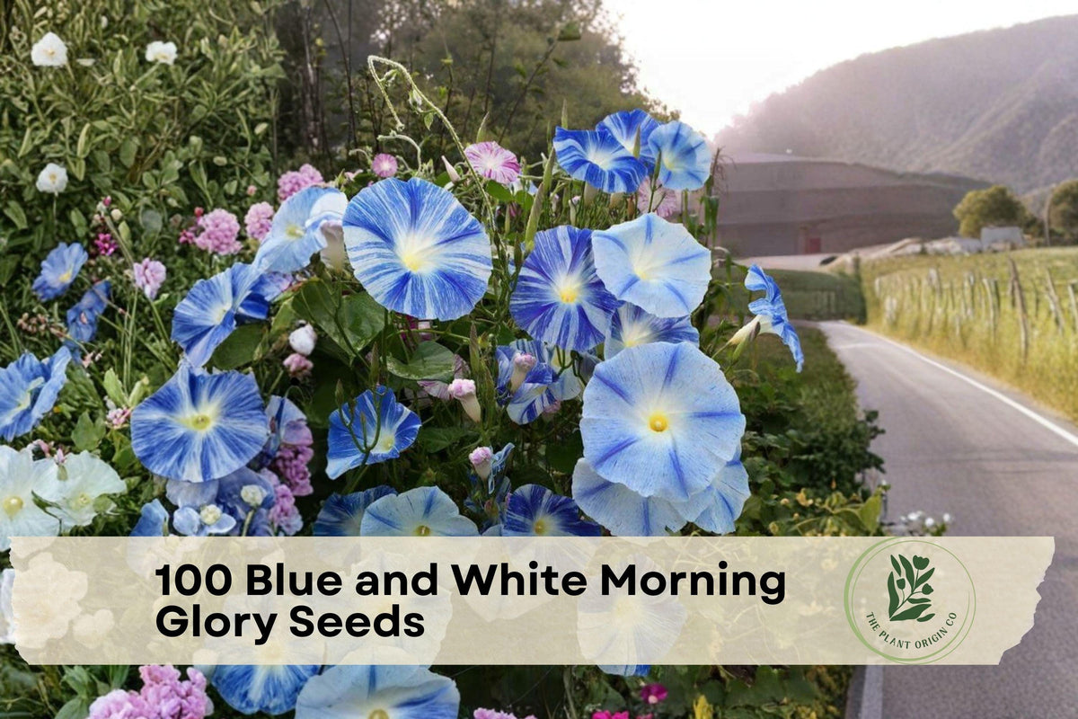 Blue and White Morning Glory Seeds - Fast-Growing Climbing Vine for Trellises & Fences, Ipomoea tricolor
