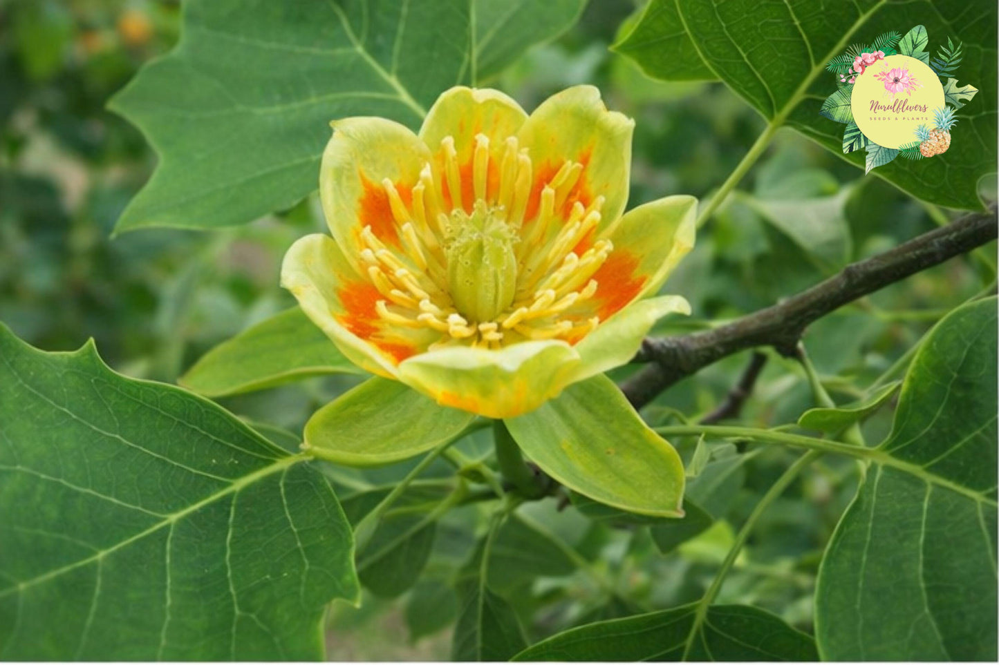Tulip Poplar Tree Bare Roots 2 Pack - Liriodendron tulipifera - Fast-Growing Deciduous Landscaping Trees