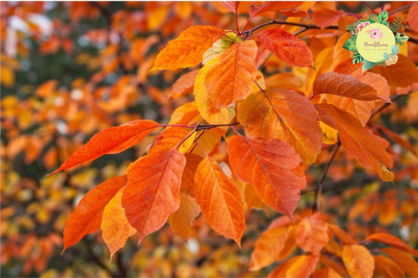 Sassafras Tree Bare Root 2 Pack - Sassafras Albidum Native Deciduous Tree for Landscaping and Fall Foliage