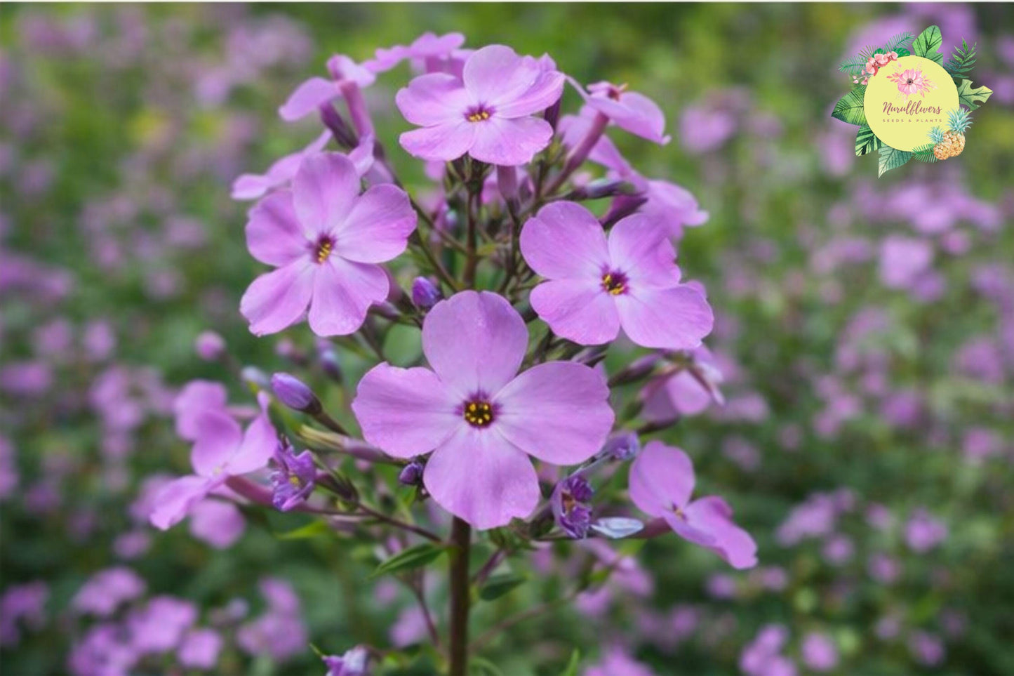 Tea Rose Seeds - Dragon Tiger Variety, Fragrant Blooms, Rosa spp.