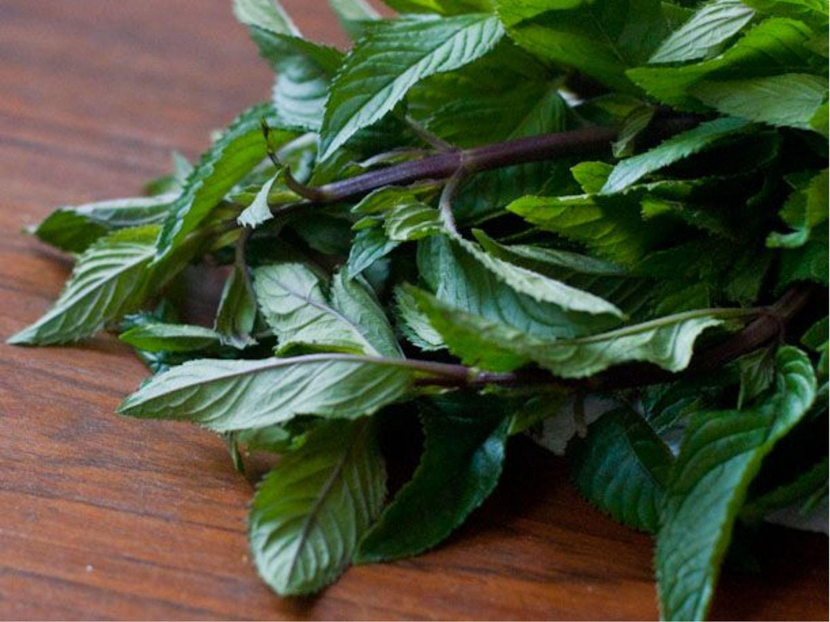 Black Mint Herb Seeds – Huacatay, Peruvian Culinary Herb, Non-GMO, Heirloom, Aromatic, Pollinator Friendly, 100 Seeds