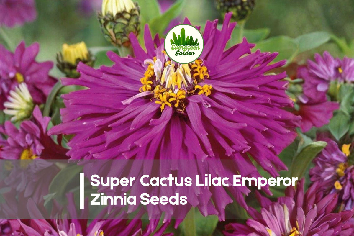 Super Cactus Lilac Emperor Zinnia Seeds, Flowering Annual, Lilac Lavender Rosy Purple, Zinnia elegans