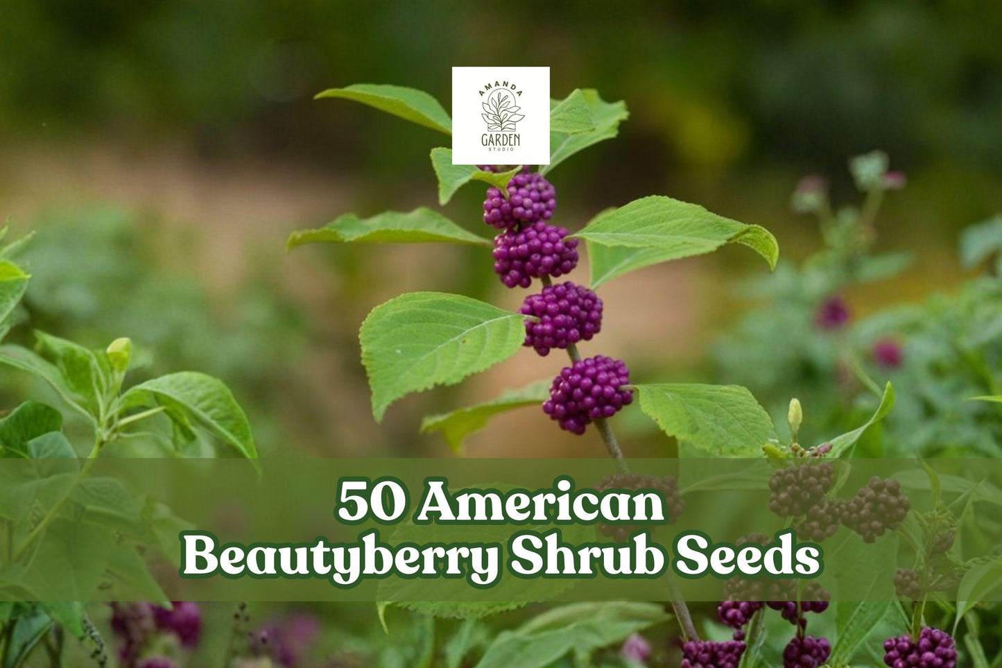 American Beautyberry Seeds – Callicarpa americana Ornamental Shrub with Purple Berries, Native Garden Planting, 50 Seeds