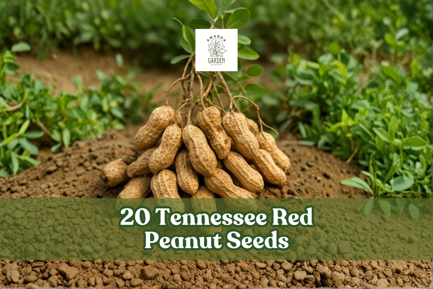 20 Tennessee Red Peanut Seeds for Planting, Arachis hypogaea, Garden Variety, Full Sun, Outdoor Planting