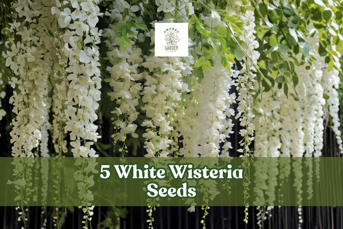 White Wisteria Seeds – Flowering Climbing Vine for Garden, Wisteria sinensis ‘Alba’
