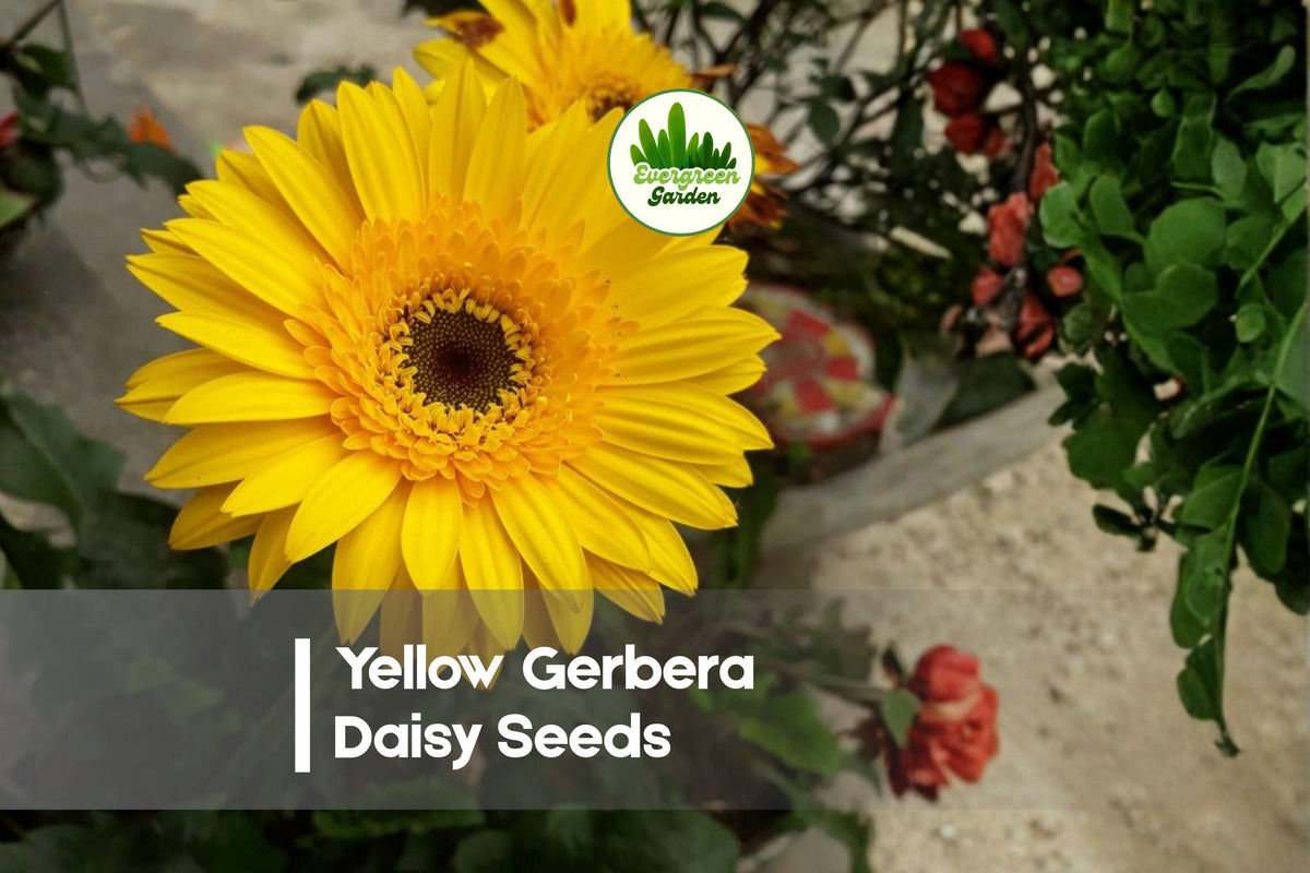 200+ Yellow Gerbera Daisy Seeds – Bright Golden-Yellow Blooms, Gerbera jamesonii, Perennial/Annual, Sunny Garden, Borders & Pots