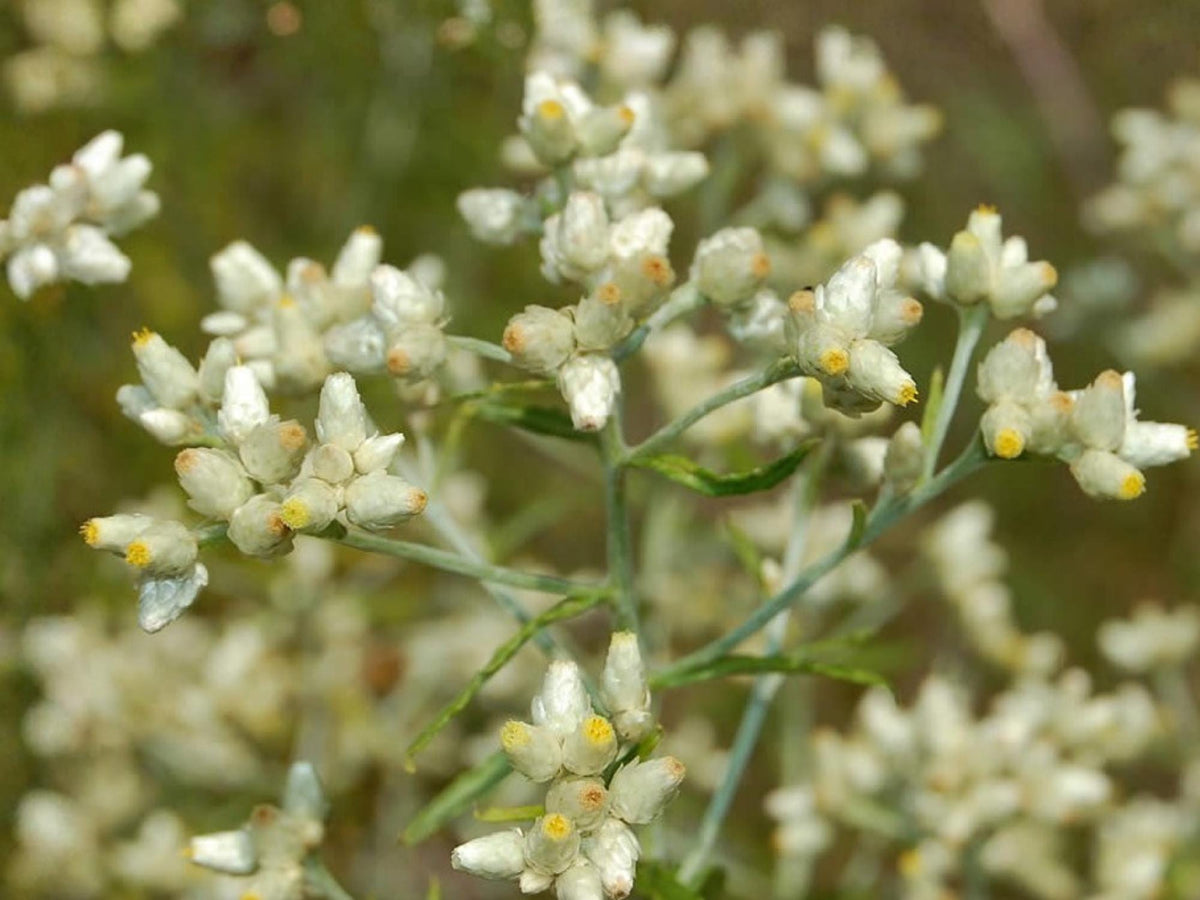 Sweet Everlasting Seeds – Pseudognaphalium flowering plant, medicinal herb, non-GMO, 500 seeds for native gardens, herbal remedies, pollinator support